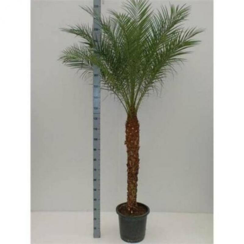 Phoenix Roebelenii - Dwergdadelpalm 240-250cm art22348