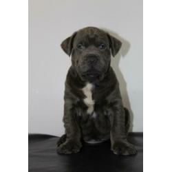Amerikaanse/American Bully Puppy/Puppys xl gezondheidsverkla