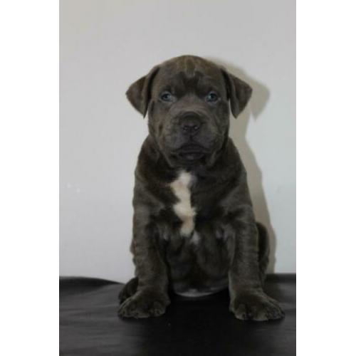 Amerikaanse/American Bully Puppy/Puppys xl gezondheidsverkla