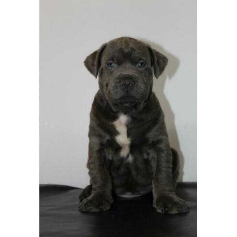 Amerikaanse/American Bully Puppy/Puppys xl gezondheidsverkla