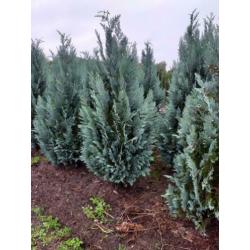 Blauwe haagconiferen A kwaliteit 120cm tot 180cm.