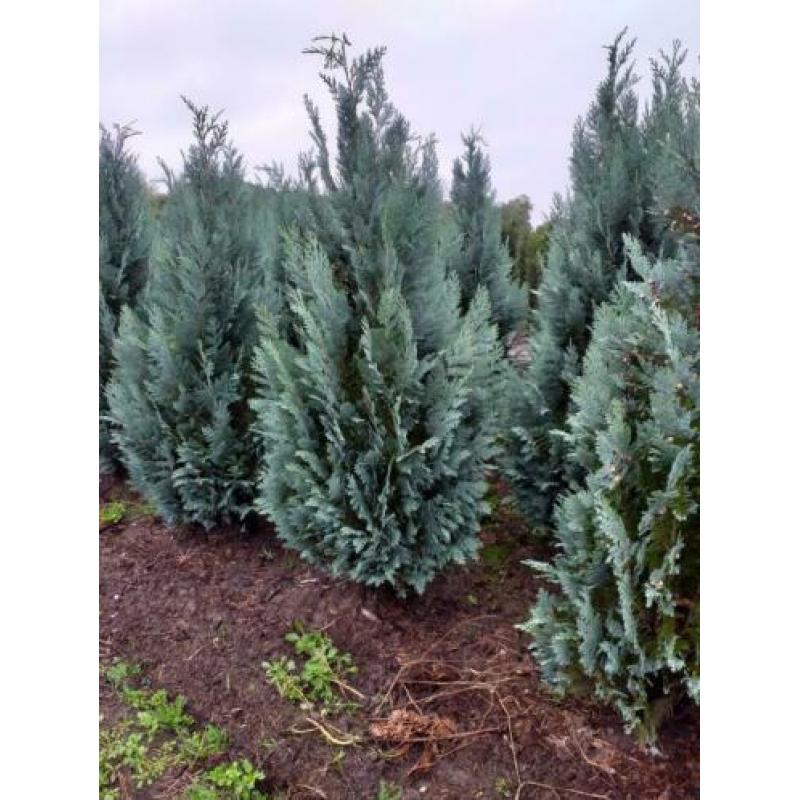 Blauwe haagconiferen A kwaliteit 120cm tot 180cm.