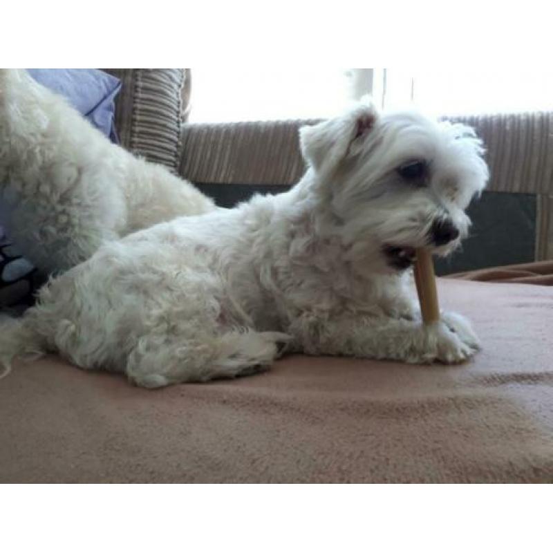 Uitlaathulp/ oppas voor honden en kattenoppas in Lisse