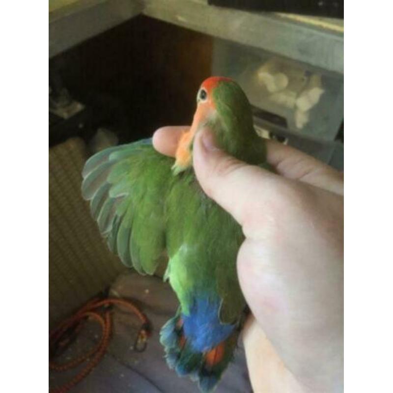 Agapornis Roseicolli