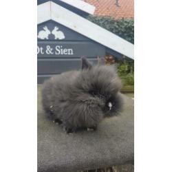 Baby dwerg konijntje 9 wkn oud