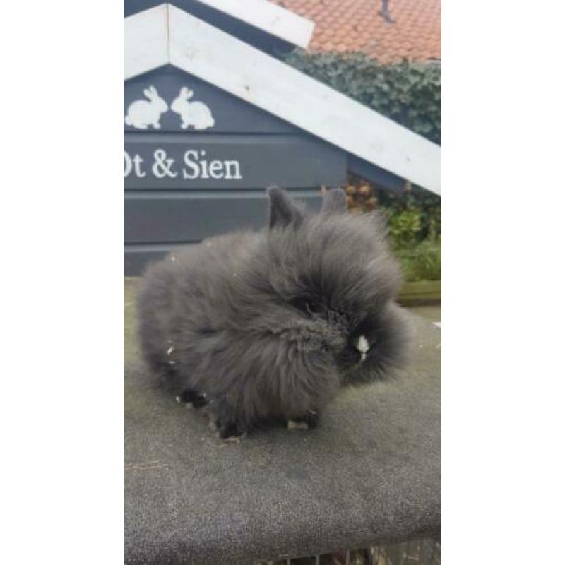 Baby dwerg konijntje 9 wkn oud