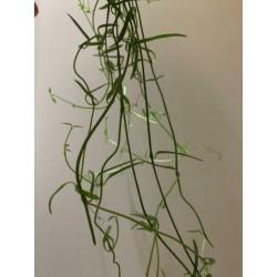 Ceropegia woodii debilis | String of needles | stekje