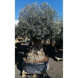 Olea Europea - Olijfboom - Alle Soorten 250-280cm art24677