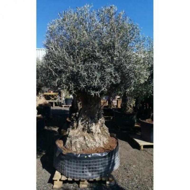 Olea Europea - Olijfboom - Alle Soorten 250-280cm art24677