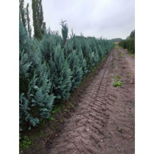 Blauwe haagconiferen A kwaliteit 120cm tot 180cm.