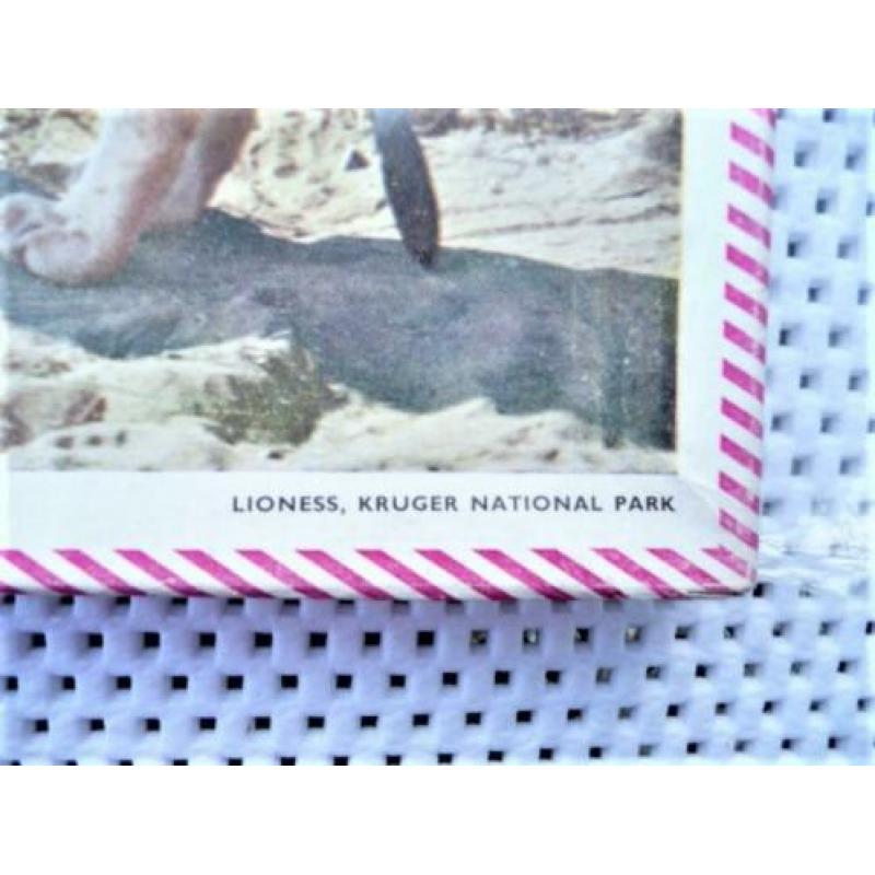 oude puzzel jaren 30 40 van leeuw in kruger park 32 bij 26 c