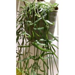 Ceropegia woodii debilis | String of needles | stekje