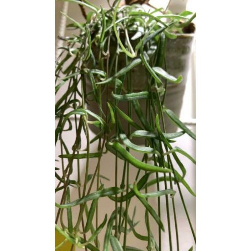 Ceropegia woodii debilis | String of needles | stekje
