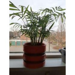 Leuk plantje met jaren 70 vintage pot.