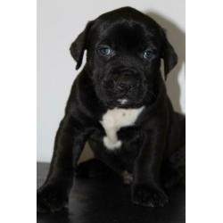 Amerikaanse/American Bully Puppy/Puppys xl gezondheidsverkla
