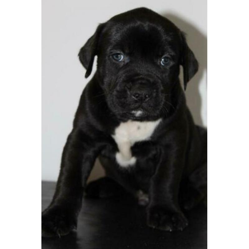 Amerikaanse/American Bully Puppy/Puppys xl gezondheidsverkla