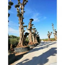 Olea Europea - Olijfboom - Alle Soorten 500-650cm art13256