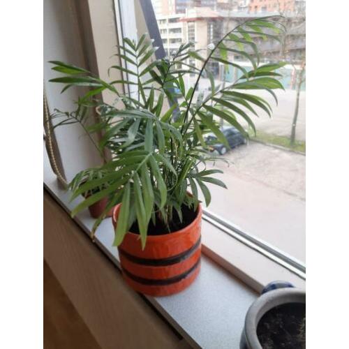 Leuk plantje met jaren 70 vintage pot.