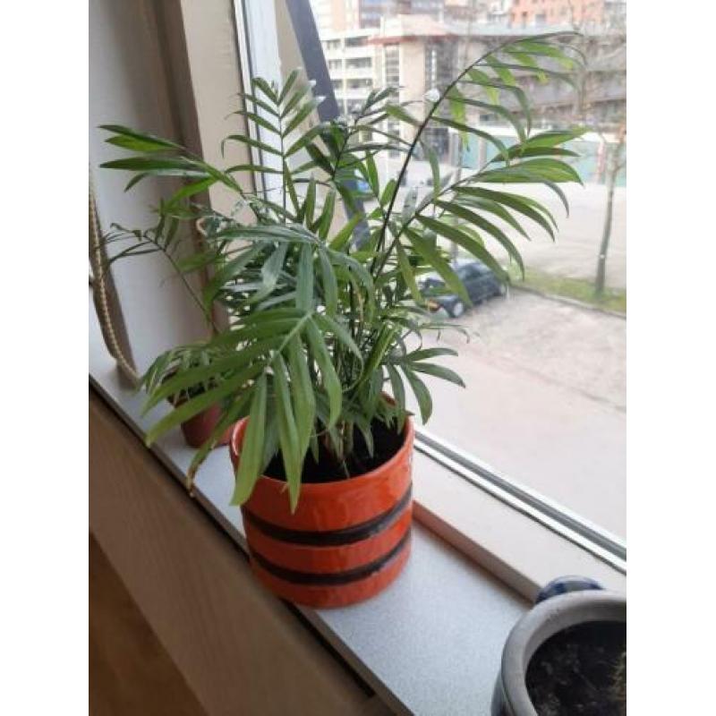 Leuk plantje met jaren 70 vintage pot.