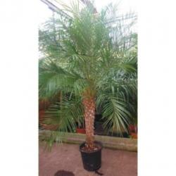 Phoenix Roebelenii - Dwergdadelpalm 240-250cm art22348