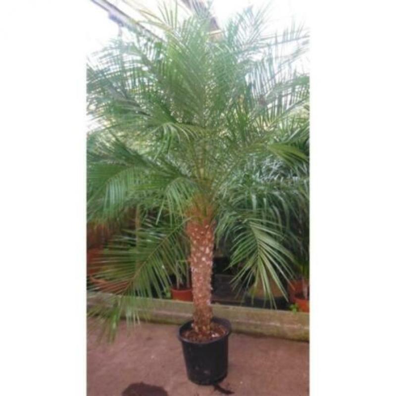 Phoenix Roebelenii - Dwergdadelpalm 240-250cm art22348