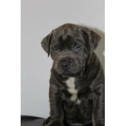 Amerikaanse/American Bully Puppy/Puppys xl gezondheidsverkla
