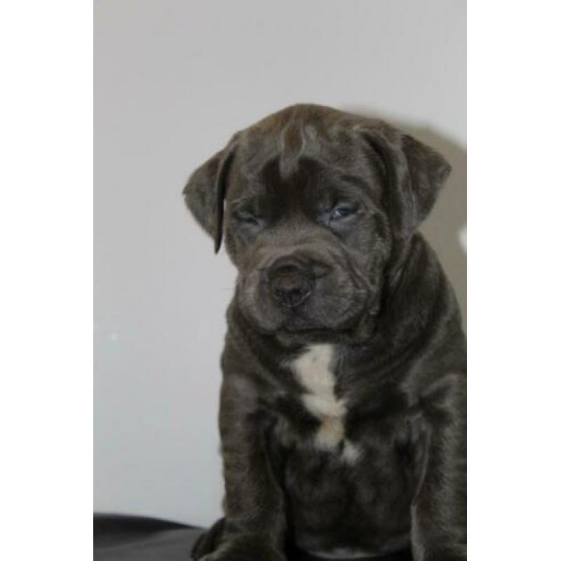 Amerikaanse/American Bully Puppy/Puppys xl gezondheidsverkla
