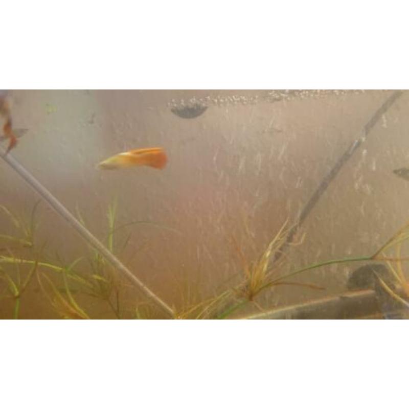 Aquarium (Inc deksel) met vissen en alle toebehoren.