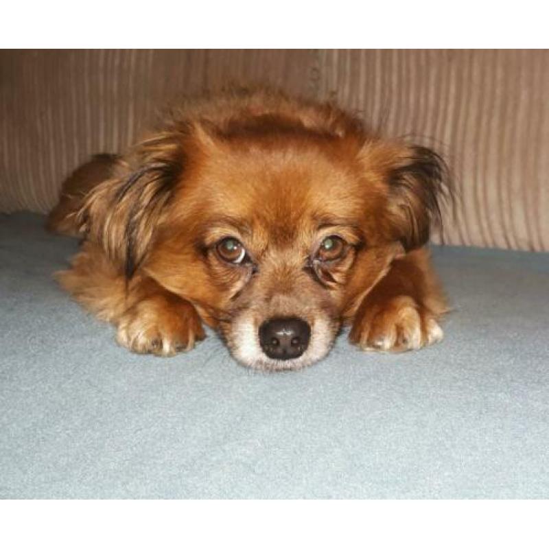 Uitlaathulp/ oppas voor honden en kattenoppas in Lisse