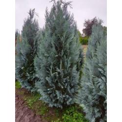 Blauwe haagconiferen A kwaliteit 120cm tot 180cm.