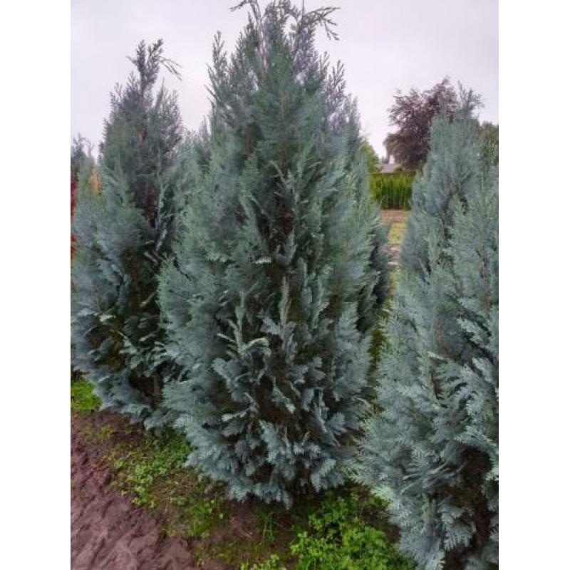 Blauwe haagconiferen A kwaliteit 120cm tot 180cm.