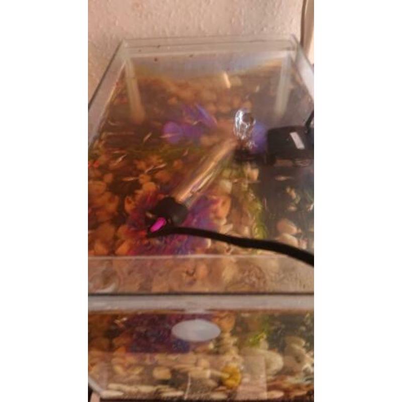 Aquarium (Inc deksel) met vissen en alle toebehoren.