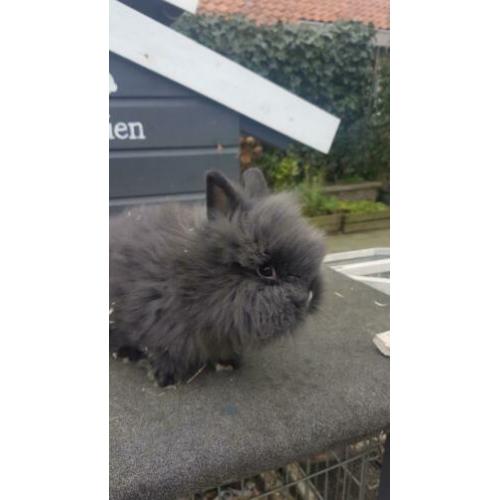 Baby dwerg konijntje 9 wkn oud