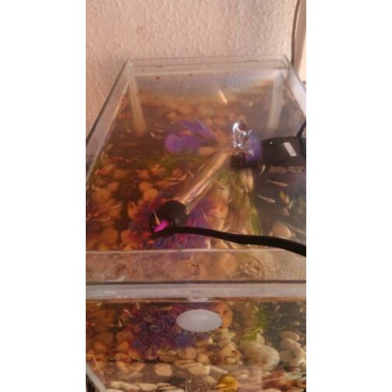 Aquarium (Inc deksel) met vissen en alle toebehoren.
