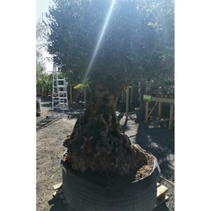 Olea Europea - Olijfboom - Alle Soorten 250-280cm art24677