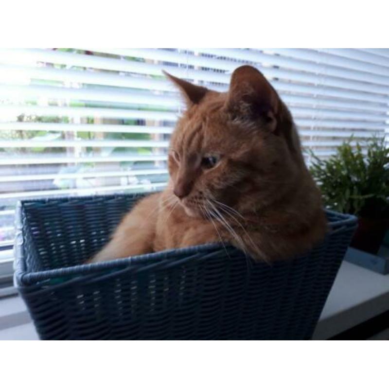 Uitlaathulp/ oppas voor honden en kattenoppas in Lisse