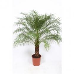 Phoenix Roebelenii - Dwergdadelpalm 240-250cm art22348