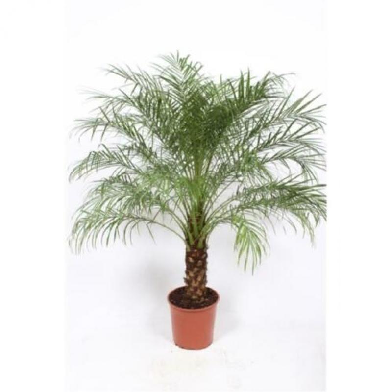 Phoenix Roebelenii - Dwergdadelpalm 240-250cm art22348