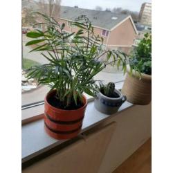 Leuk plantje met jaren 70 vintage pot.