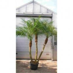 Phoenix Roebelenii - Dwergdadelpalm 240-250cm art22348