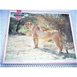 oude puzzel jaren 30 40 van leeuw in kruger park 32 bij 26 c