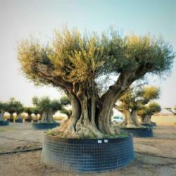 Olea Europea - Olijfboom - Alle Soorten 250-280cm art24677