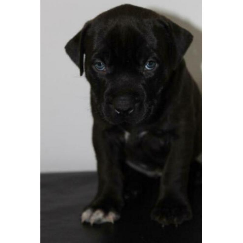 Amerikaanse/American Bully Puppy/Puppys xl gezondheidsverkla