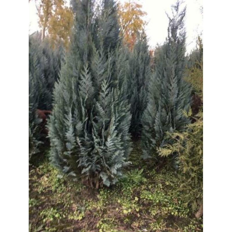 Blauwe haagconiferen A kwaliteit 120cm tot 180cm.