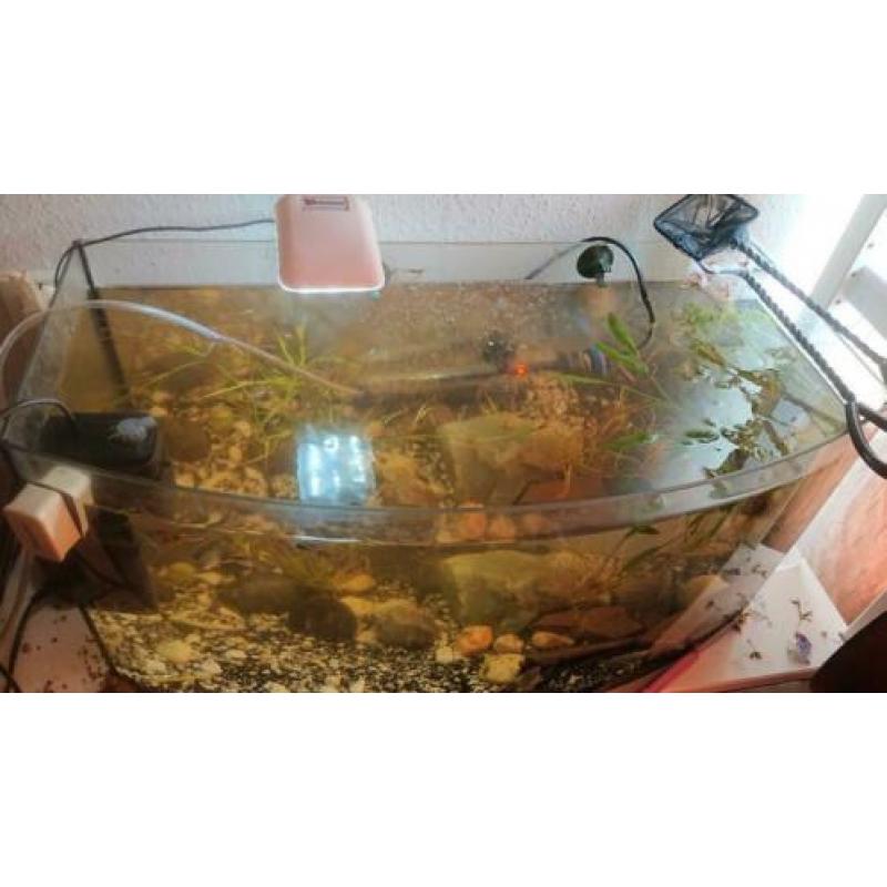 Aquarium (Inc deksel) met vissen en alle toebehoren.