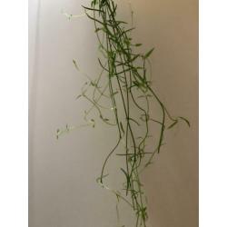 Ceropegia woodii debilis | String of needles | stekje