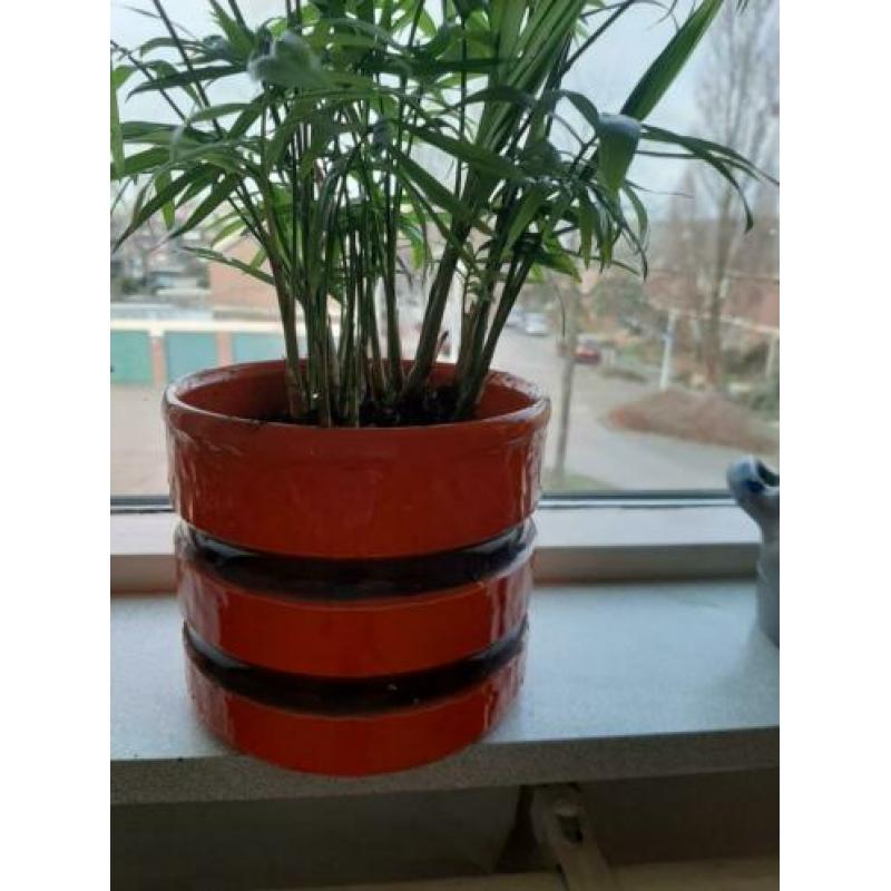 Leuk plantje met jaren 70 vintage pot.