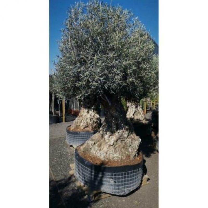 Olea Europea - Olijfboom - Alle Soorten 250-280cm art24677