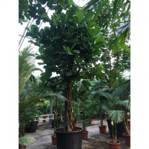 Ficus Lyrata - Vioolplant 540-550cm art53986