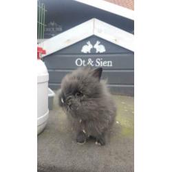 Baby dwerg konijntje 9 wkn oud